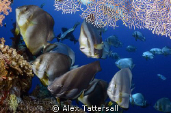 Batfish Cleaning Station on Shark Reef, Nauticam NA-D7000... by Alex Tattersall 